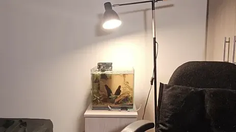 image de stream de Mia_belmont